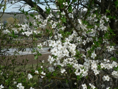 Schlehenblüten am Neckar