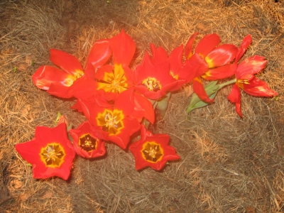 Tulpen - Tulipa1