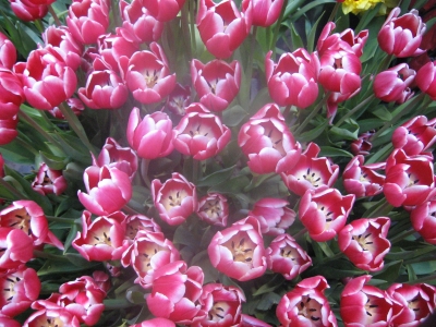 Tulpen - Tulipa4