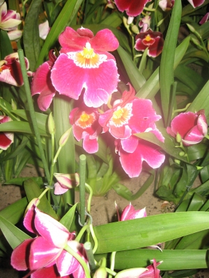 Phalaenopsis2