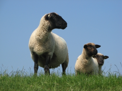 Schafe 2