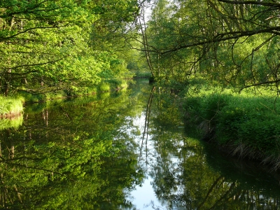 Spiegelbild der Natur im Fluss
