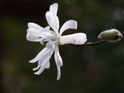 "Stern-Magnolie"