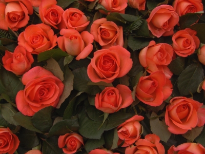 Wunderschöne Rosen