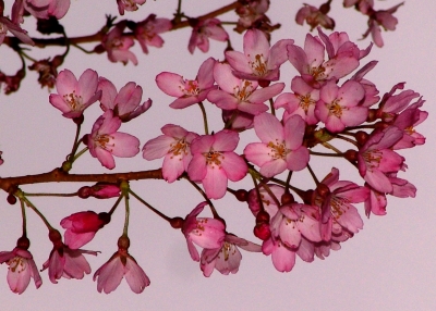 Kirschblütenzweig