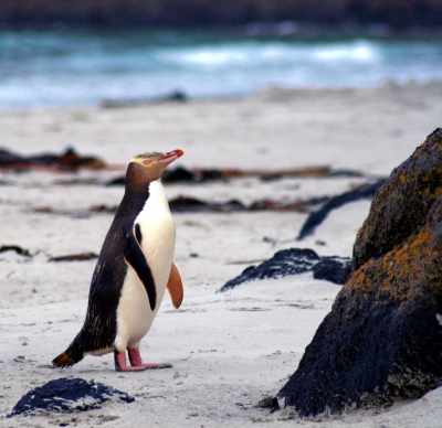 Yellow Eyed Penguin am Strand