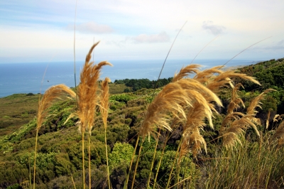 Gelbes Gras in Neuseeland