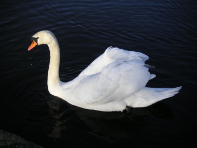 Mein lieber Schwan......