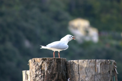 schreiende Möwe