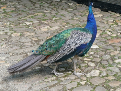 Pfau