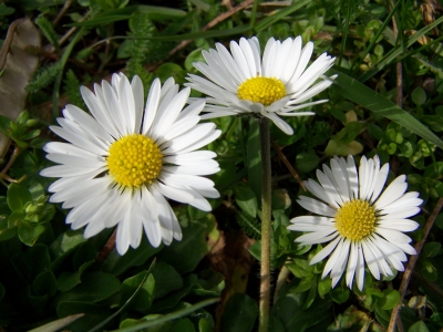 Gänseblümchen