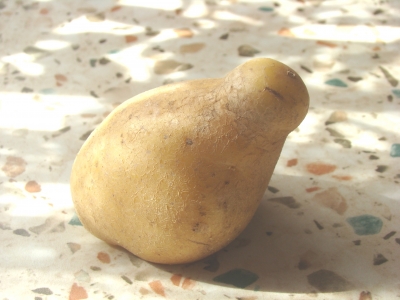 Kartoffelente 2