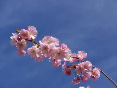 Mandelblüten