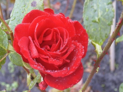 Rote Rose