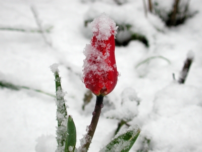 Tulpe mit Schneehäubchen