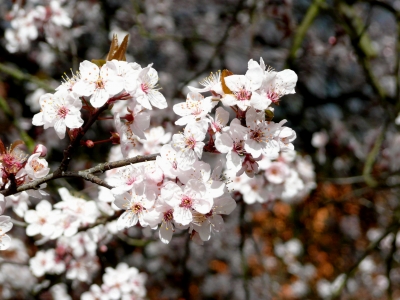 Kirschblüten im März