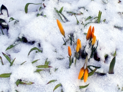 Ist es jetzt Frühling oder Winter??