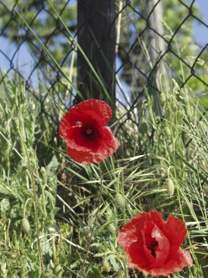 Mohnblume mit Biene