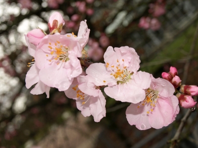Baumblüte 2