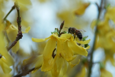 Frühling