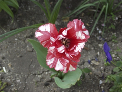 Tulpe