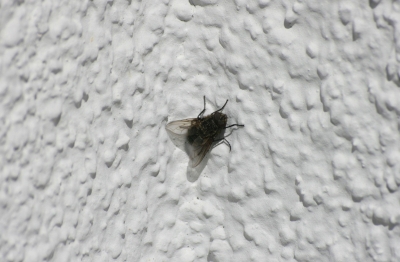 Fliege an der Wand