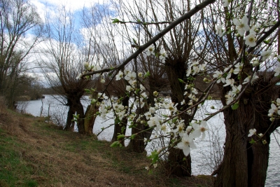 Vorfrühling am Neckar 3