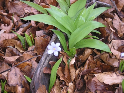 ein Leberblümchen