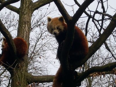 Tierpark Kleve - Kleiner Panda