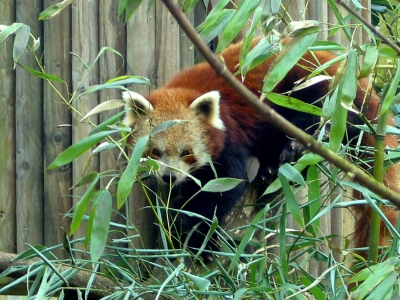 Tierpark Kleve - Kleiner Panda (2)