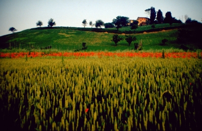 Mohnfeld in der Toskana