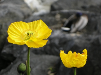 Gelbe Blumen vor schlafender Ente