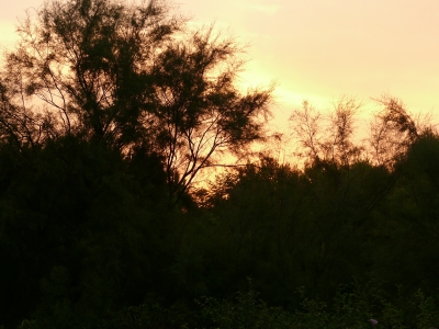 Sonnenuntergang in die Büsche