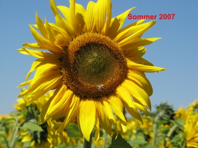 Sonnenblumen-Feld