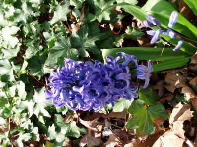 Blau Blumen 2