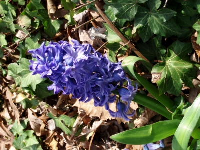 Blau Blumen 3