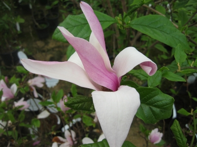 Magnolie