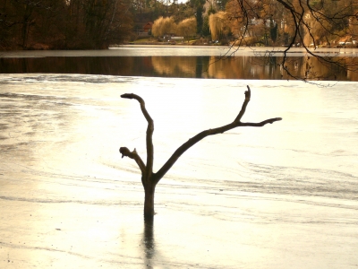 Stillleben am Krummen See