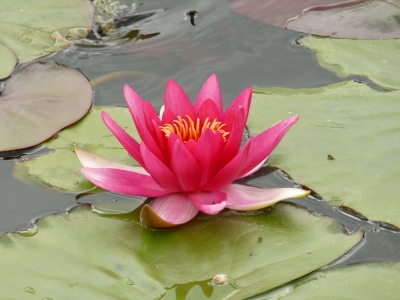 Seerose im Gartenteich des Naturerlebnisgartens in Waldsassen