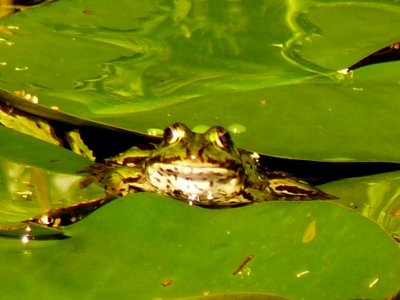 Frosch - Schau mir in die Augen Kleines