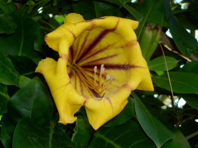 Blüte in gelb