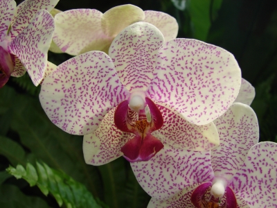 Orchidee 1