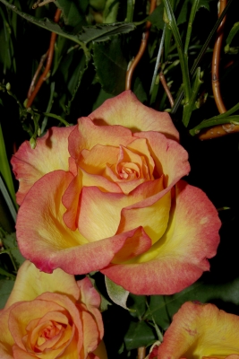 Rose gelb-lachsfarbig_1