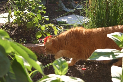 schleichender Kater