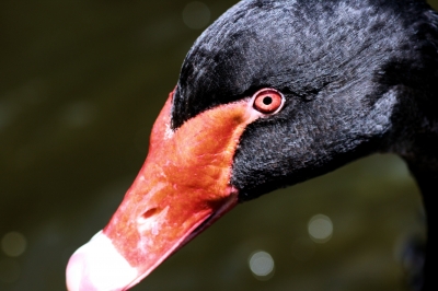 Black Swan