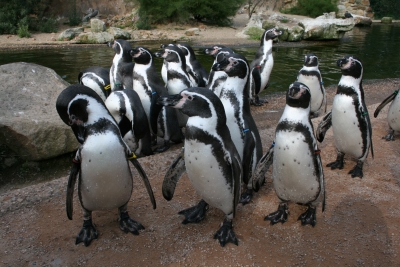 Pinguine und die Familie