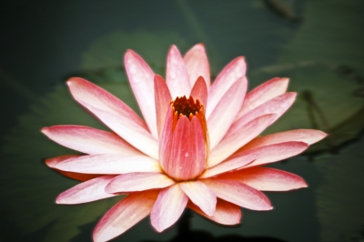 Edle Lotusblüte
