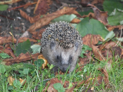 Igel