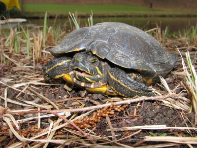 Schildkröte - 1
