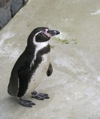 Humboldt-Pinguin - 3